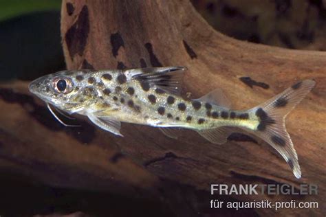 antennenfisch|Engel Antennenwels (Pimelodus pictus): Steckbrief。